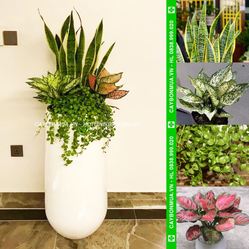 [Mẫu 4] Cây lưỡi hổ mix 4 loại - chậu xi măng.